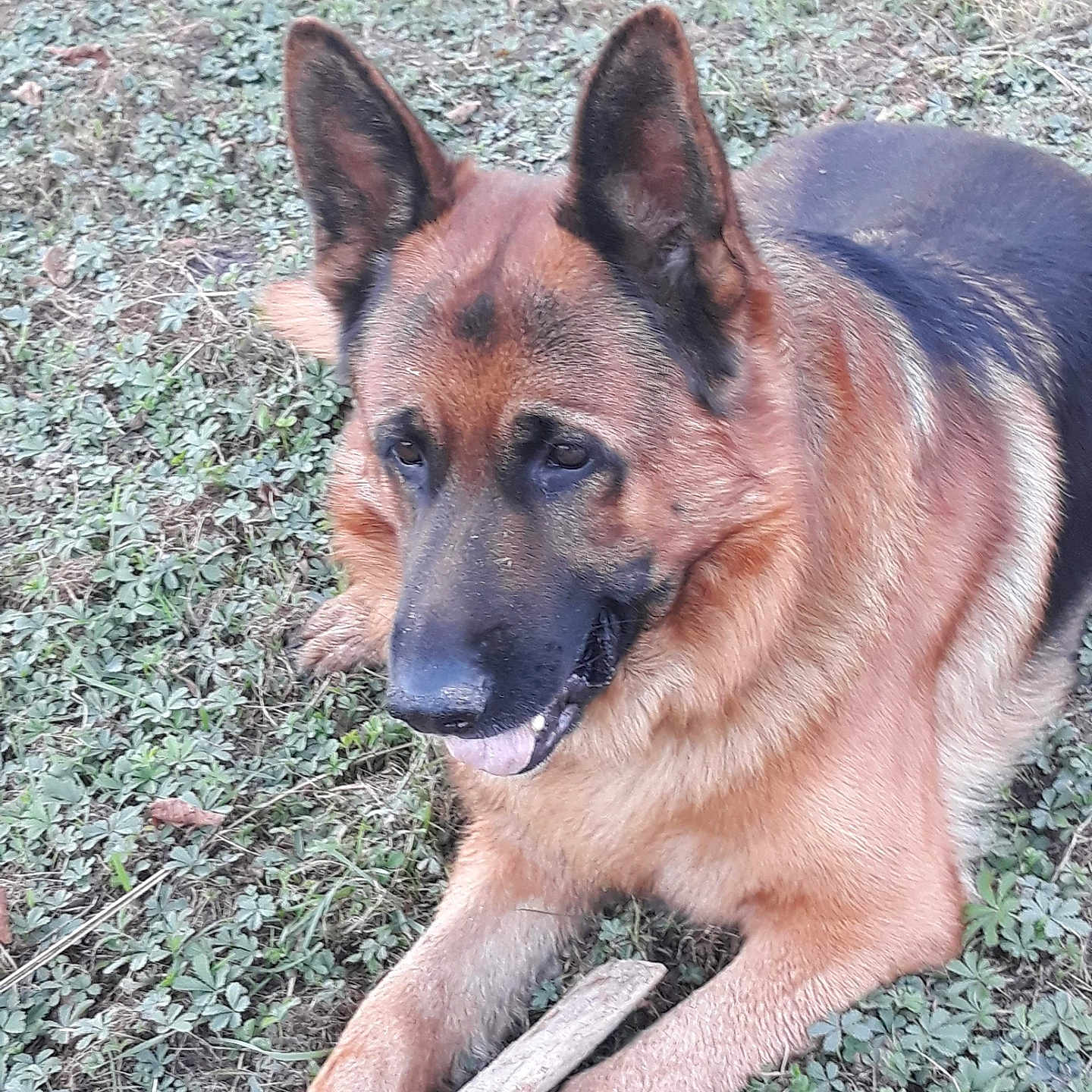 Monsieur Marcel a rejoint le concours — aidez-le/la à gagner de superbes lots ! alert, animal, canine, closeup, daylight, dog, ears, fur, german_shepherd, grass, lying_down, mammal, nature, outdoor, pet, playful, resting, snout, stick, tongue