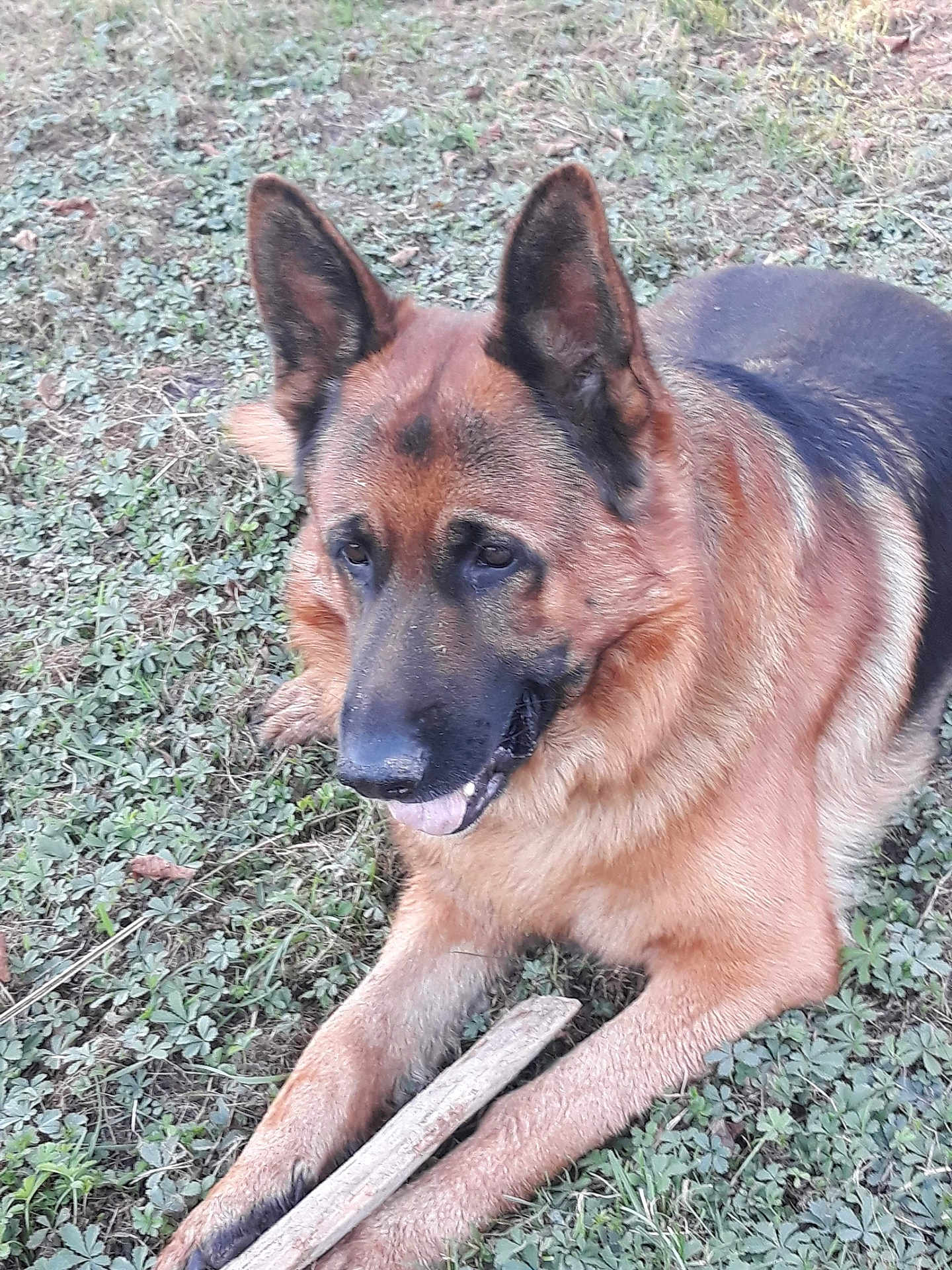 Monsieur Marcel a rejoint le concours — aidez-le/la à gagner de superbes lots ! german_shepherd, dog, animal, pet, grass, outdoor, stick, canine, fur, ears, lying_down, nature, mammal, snout, playful, alert, closeup, daylight, tongue, resting