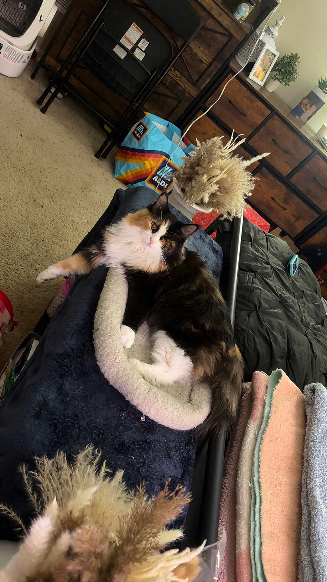 Hope is registered to the contest to win money with this photo: cat, calico_cat, pet, indoor, cat_bed, cozy, blanket, carpet, dresser, pampas_grass, tote_bag, shopping_bag, furniture, paws, fur, eye, ear, bedroom, stacked_towels, folding_chair