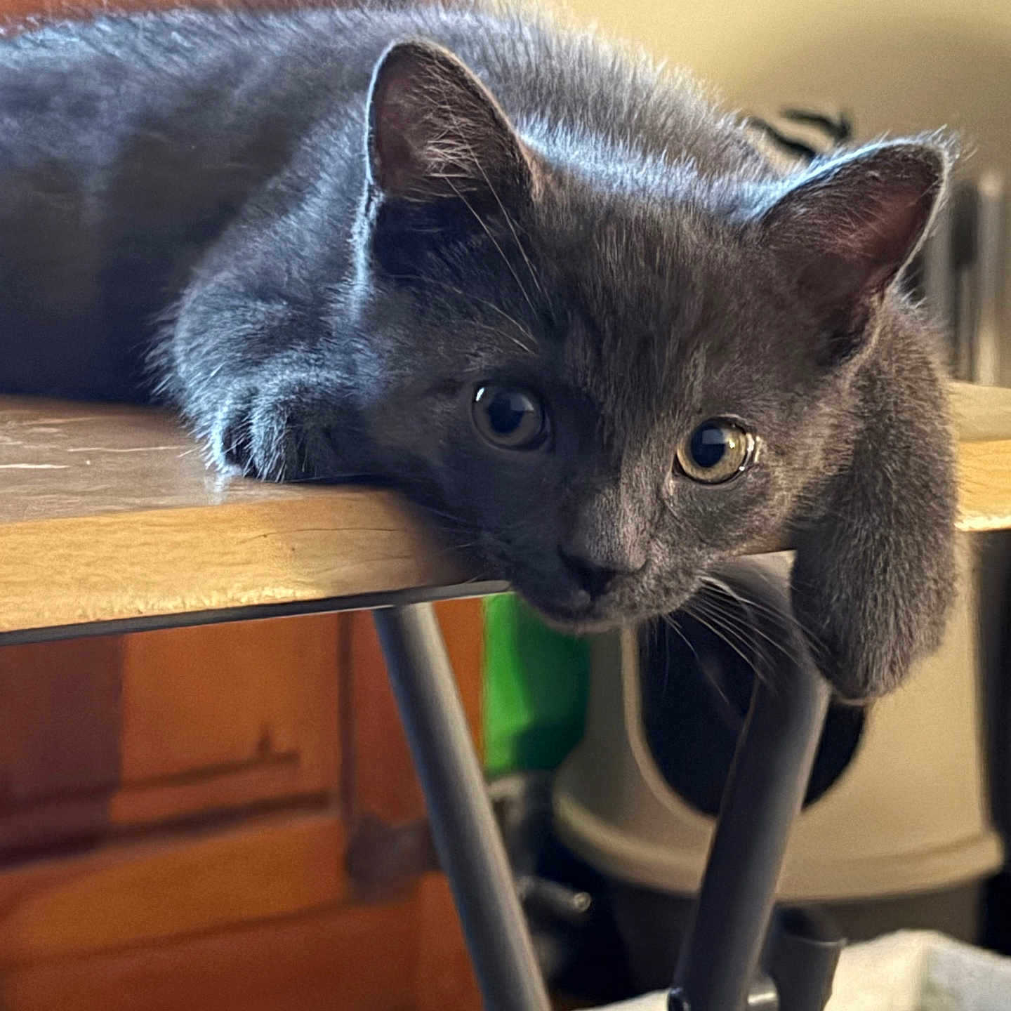 Bella
