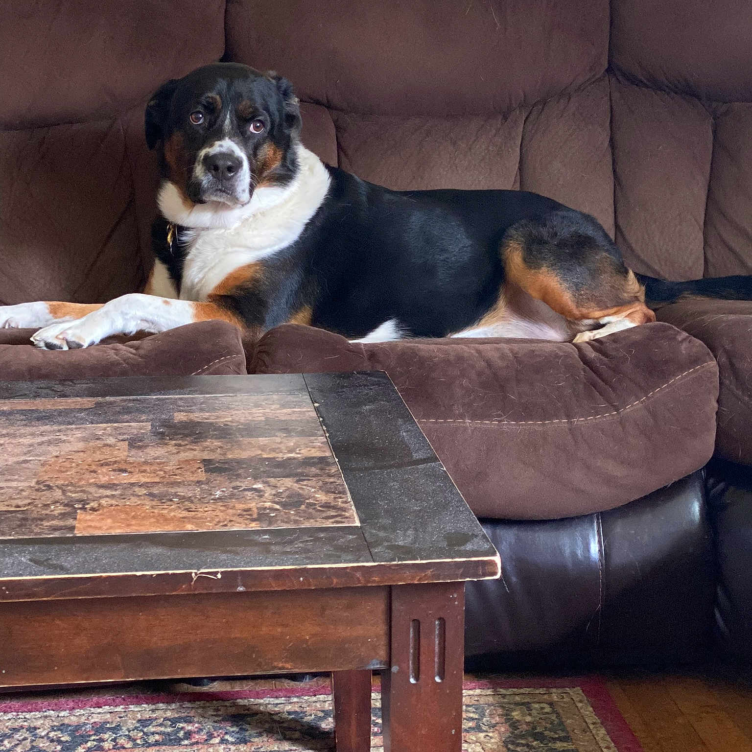 Rex