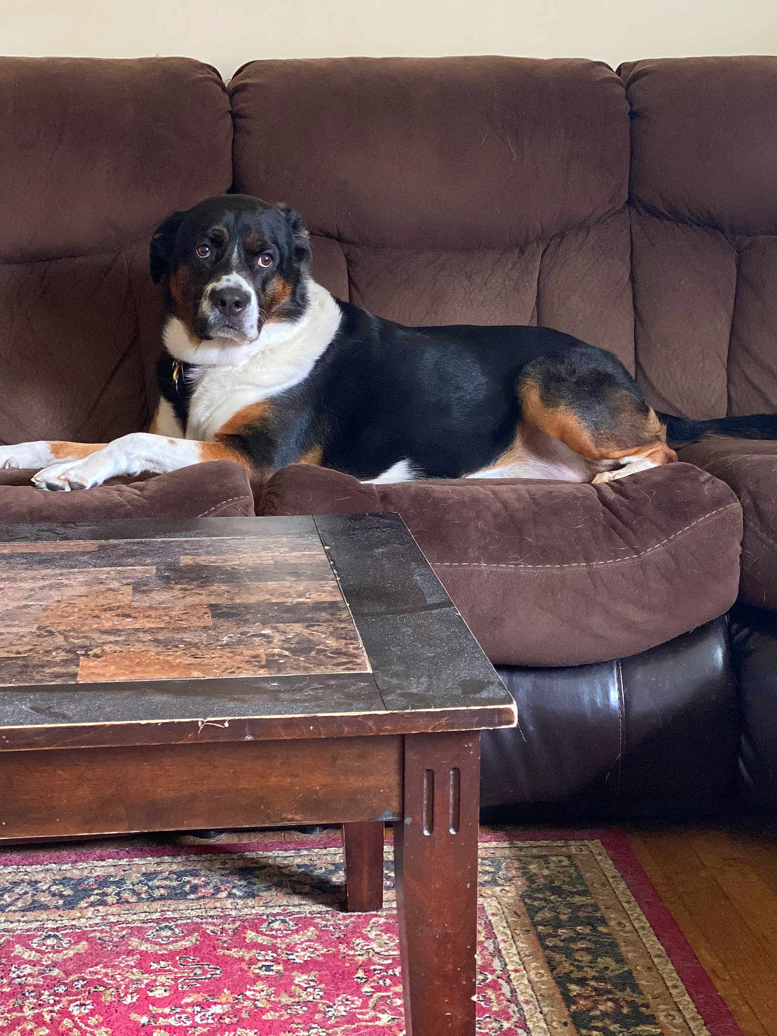 Rex