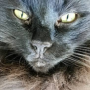 Shadow a rejoint le concours — aidez-le/la à gagner de superbes lots ! cat, black_cat, close_up, face, whiskers, fur, eyes, pets, animal, fluffy, nose, portrait, muzzle, feline, domestic_cat, indoors, cute, macro, mustache, wild