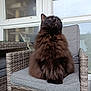 Shadow participe au concours pour gagner de l'argent avec cette photo : cat, fluffy, black_cat, chair, cushion, wicker_furniture, indoor, window, cat_tree, pet, feline, looking_up, domestic_animal, cozy, fur, animal, home, relaxing, portrait, sitting