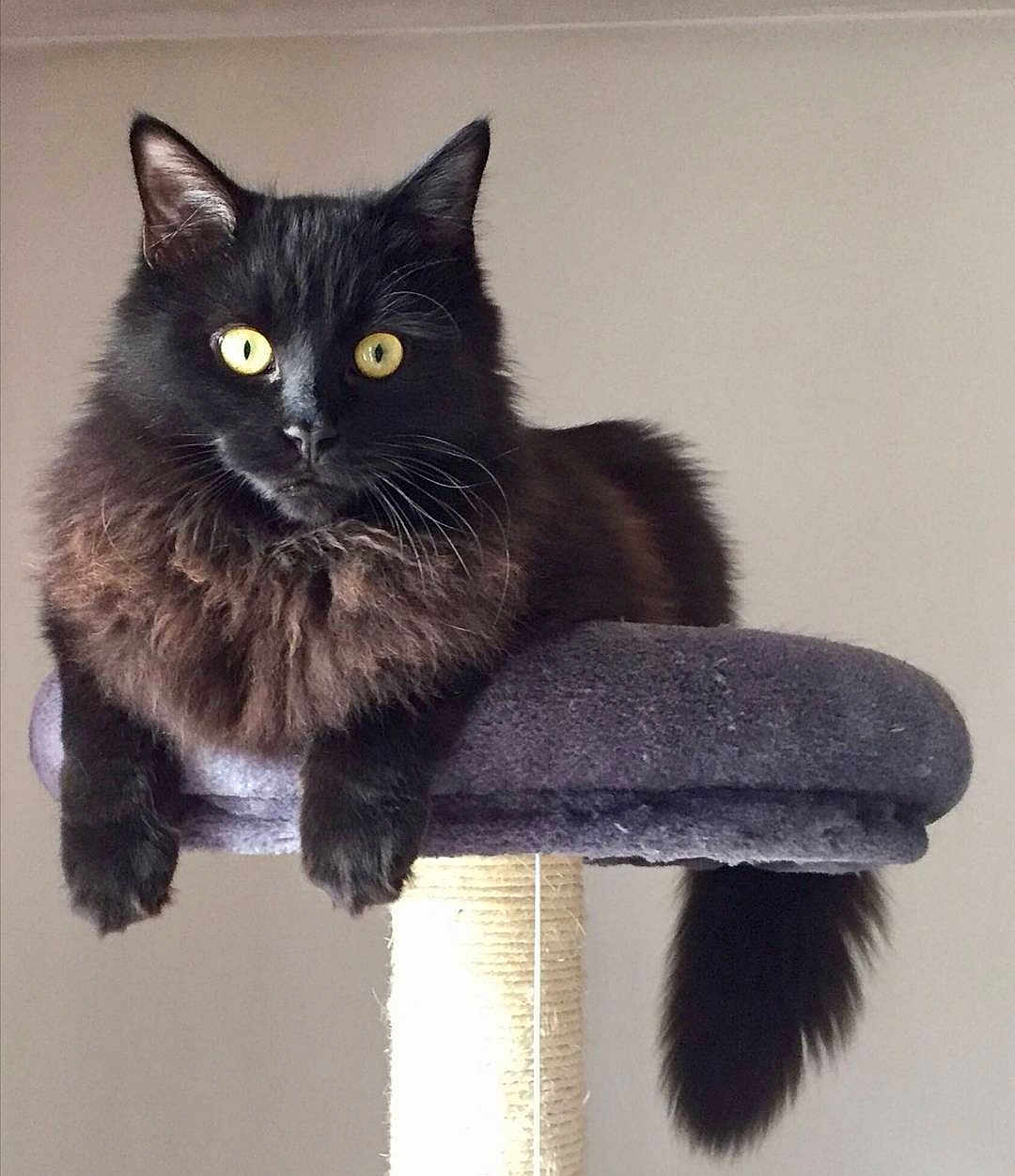 Shadow a rejoint le concours — aidez-le/la à gagner de superbes lots ! cat, black_cat, fluffy_fur, yellow_eyes, cat_perch, pet, animal, feline, indoor, relaxed, resting, portrait, whiskers, tail, claws, cute, domestic_cat, furry, sitting, looking