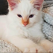 Bailey participe au concours pour gagner de l'argent avec cette photo : cat, kitten, white_cat, pet, feline, animal, cute, fluffy, close_up, indoor, resting, soft_texture, blanket, fur, pink_nose, eyes, whiskers, ears, relaxed, young_cat