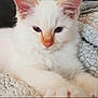cat, kitten, white_cat, pet, feline, animal, cute, fluffy, close_up, indoor, resting, soft_texture, blanket, fur, pink_nose, eyes, whiskers, ears, relaxed, young_cat
