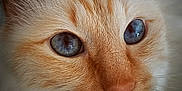 Bailey a rejoint le concours — aidez-le/la à gagner de superbes lots ! cat, close_up, blue_eyes, fur, whiskers, orange_fur, white_fur, pet, animal, cute, portrait, face, mammal, domestic_cat, feline, nose, eye_detail, soft_texture, whiskers_detail, macro_photography