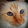 cat, close_up, blue_eyes, fur, whiskers, orange_fur, white_fur, pet, animal, cute, portrait, face, mammal, domestic_cat, feline, nose, eye_detail, soft_texture, whiskers_detail, macro_photography