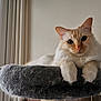 Bailey a rejoint le concours — aidez-le/la à gagner de superbes lots ! cat, fluffy, cream_colored, blue_eyes, cat_perch, fuzzy, window, indoor, relaxed, pet, animal, whiskers, ears, paws, fur, looking, curious, comfortable, house, domestic
