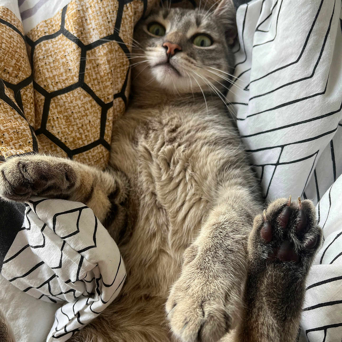 Taran participe au concours pour gagner de l'argent avec cette photo : abyssinian, animal, armchair, blanket, cat, chair, couch, cushion, electronics, furniture, hardware, homedecor, kitten, linen, manx, person, pet, quilt, siamese, sleeping