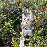 Taran participe au concours pour gagner de l'argent avec cette photo : abyssinian, angora, animal, cat, flower, garden, geranium, grass, herbal, herbs, kitten, manx, nature, outdoors, pet, plant, pottedplant, slate, vegetation, wood