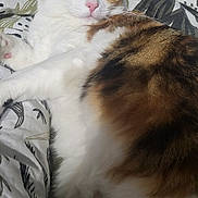 Gabana a rejoint le concours — aidez-le/la à gagner de superbes lots ! cat, calico_cat, lying_down, winking, bed, bedding, patterned_sheets, fur, pet, animal, cute, relaxed, cozy, indoor, whiskers, pink_nose, paw, sleepy, fluffy, resting