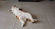 Gabana participe au concours pour gagner de l'argent avec cette photo : cat, calico, pet, relaxing, lying_down, floor, tile_floor, fireplace, logs, indoor, home, cozy, resting, feline, animal, cute, sleeping, relaxed, fur, whiskers