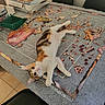 Gabana a rejoint le concours — aidez-le/la à gagner de superbes lots ! cat, calico, puzzle, puzzle_pieces, table, chair, indoor, relaxed, pet, animal, floor, box, scattered, playful, feline, curious, laying_down, colorful, brown, white