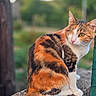 cat, calico, one_eyed, feline, animal, pet, outdoor, nature, stone, ledge, fur, whiskers, ears, tail, sitting, looking_back, greenery, blurred_background, daylight, close_up