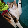 Gabana participe au concours pour gagner de l'argent avec cette photo : cat, calico, pet, animal, feline, paw, sleeping, relaxed, blanket, teal, colorful, fur, indoor, cute, whiskers, raised_paw, resting, cozy, soft, comfort