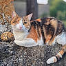 cat, calico, one-eyed, winking, stone, ledge, outdoor, nature, fur, whiskers, tail, resting, close-up, texture, greenery, background, animal, pet, cute, relaxed