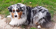 Neals a rejoint le concours — aidez-le/la à gagner de superbes lots ! dog, australian_shepherd, grass, outdoor, pet, animal, fur, tricolor, laying, side_view, nature, canine, mammal, resting, curious, eyes, ears, snout, paw, daylight