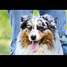 dog, australian_shepherd, tongue_out, pet, animal, fur, ears, eyes, outdoor, grass, jeans, person, portrait, canine, nature, happy, closeup, muzzle, head, friendly