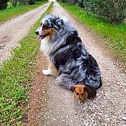 Neals participe au concours pour gagner de l'argent avec cette photo : dog, australian_shepherd, puppy, gravel_path, greenery, grass, outdoor, nature, canine, pets, fur, cute, small_dog, large_dog, animal, sitting, daylight, rural, walkway, scenic