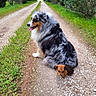 dog, australian_shepherd, puppy, gravel_path, greenery, grass, outdoor, nature, canine, pets, fur, cute, small_dog, large_dog, animal, sitting, daylight, rural, walkway, scenic
