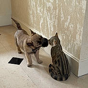 Arlette a rejoint le concours — aidez-le/la à gagner de superbes lots ! animal, brown_dog, cat_statue, companion, corner, curious, decor, dog, floor, home, indoor, pet, playful, puppy, small_dog, sniffing, striped_cat_statue, texture, tile, wall