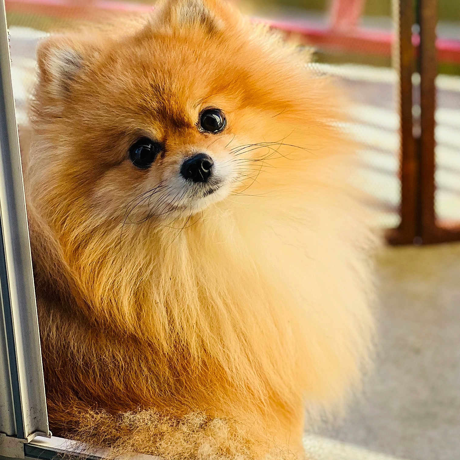 Kiki a rejoint le concours — aidez-le/la à gagner de superbes lots ! animal, canine, cat, chow, cockerspaniel, dog, eskimodog, fox, lesserpanda, papillon, pet, puppy, redfox, snout, terrier