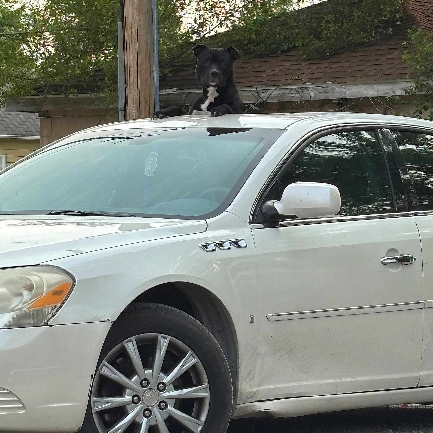 Max is registered to the contest to win money with this photo: animal, black_dog, building, car, curious, daytime, dog, gravel, nature, outdoor, pet, roof, side_mirror, sunroof, tire, tree, vehicle, wheel, white_car, window