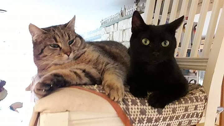 Kaline a rejoint le concours — aidez-le/la à gagner de superbes lots ! aegean_cat, american_shorthair, american_wirehair, asian, black_cat, california_spangled, carnivore, cat, domestic_short_haired_cat, dragon_li, european_shorthair, felidae, kitten, mammal, pixie_bob, polydactyl_cat, small_to_medium_sized_cats, tabby_cat, vertebrate, whiskers