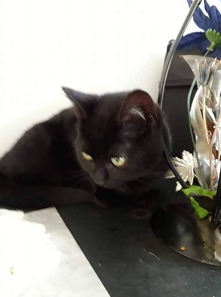 Kaline a rejoint le concours — aidez-le/la à gagner de superbes lots ! black_cat, bombay, burmese, carnivore, cat, domestic_short_haired_cat, felidae, flower, havana_brown, kitten, korat, plant, small_to_medium_sized_cats, whiskers