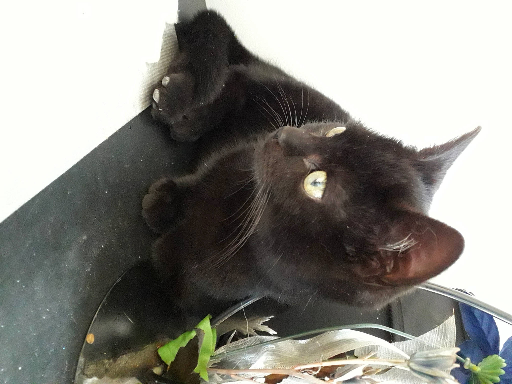 Kaline a rejoint le concours — aidez-le/la à gagner de superbes lots ! black_cat, burmese, carnivore, cat, felidae, korat, organism, small_to_medium_sized_cats, snout, whiskers