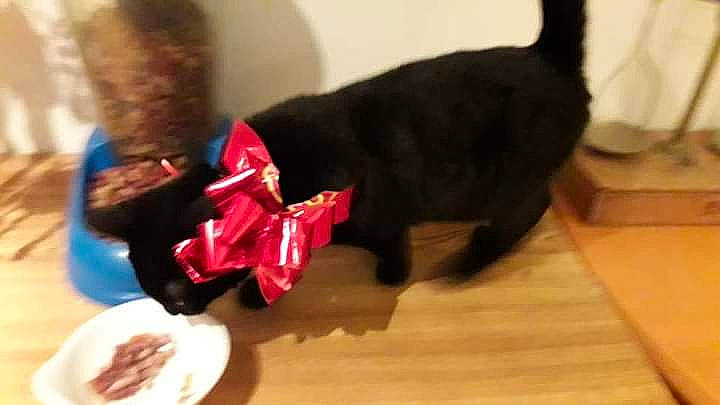 Kaline a rejoint le concours — aidez-le/la à gagner de superbes lots ! black_cat, canidae, carnivore, cat, dog, dog_breed, felidae, mammal, puppy, small_to_medium_sized_cats, sporting_group, tail, vertebrate