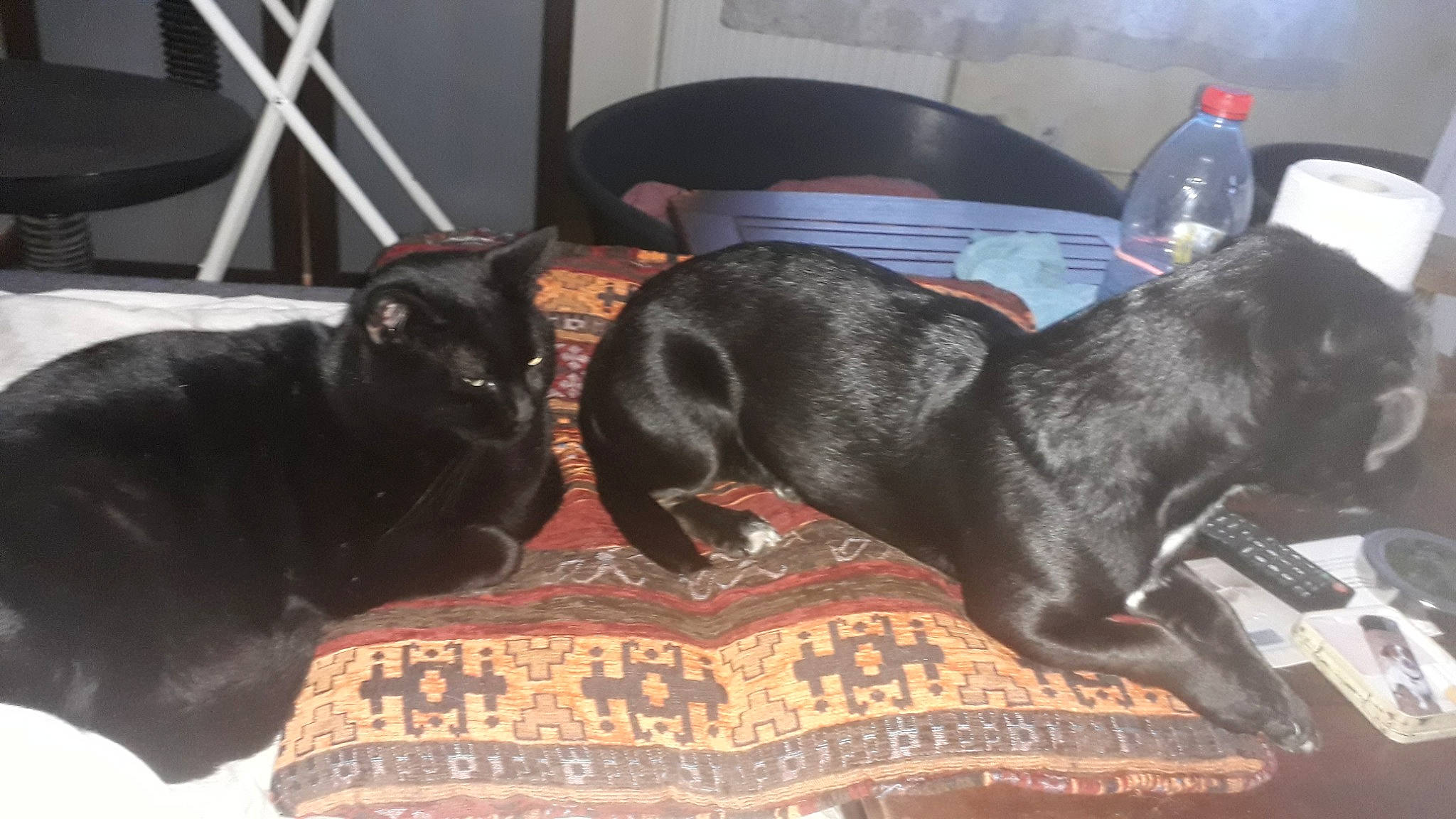 Kaline participe au concours pour gagner de l'argent avec cette photo : canidae, carnivore, companion_dog, dog, dog_breed, guard_dog, labrador_retriever, mammal, non_sporting_group, patterdale_terrier, puppy, snout, sporting_group