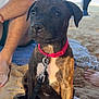 Aïka participe au concours pour gagner de l'argent avec cette photo : puppy, dog, brindle, collar, leash, beach, sand, blanket, person, barefoot, sunlight, outdoor, pet, animal, cute, sitting, relaxed, daytime, patterned_blanket, canine