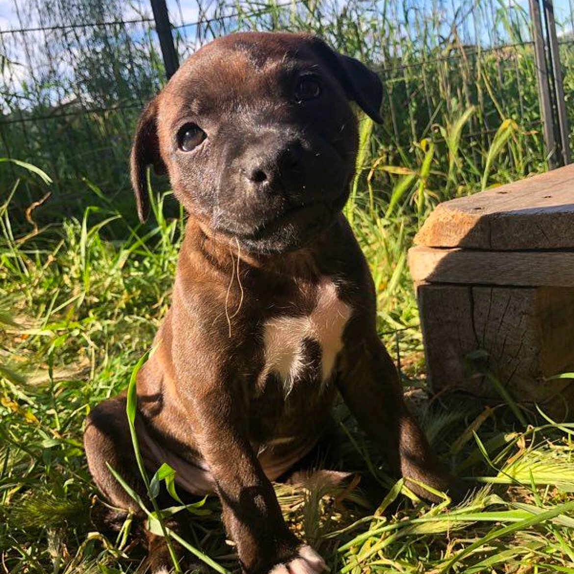 Aïka a rejoint le concours — aidez-le/la à gagner de superbes lots ! animal, brown_fur, curious, cute, daylight, dog, ears, face, fence, grass, nature, outdoor, pet, portrait, puppy, sitting, sunlight, white_marking, wood, young