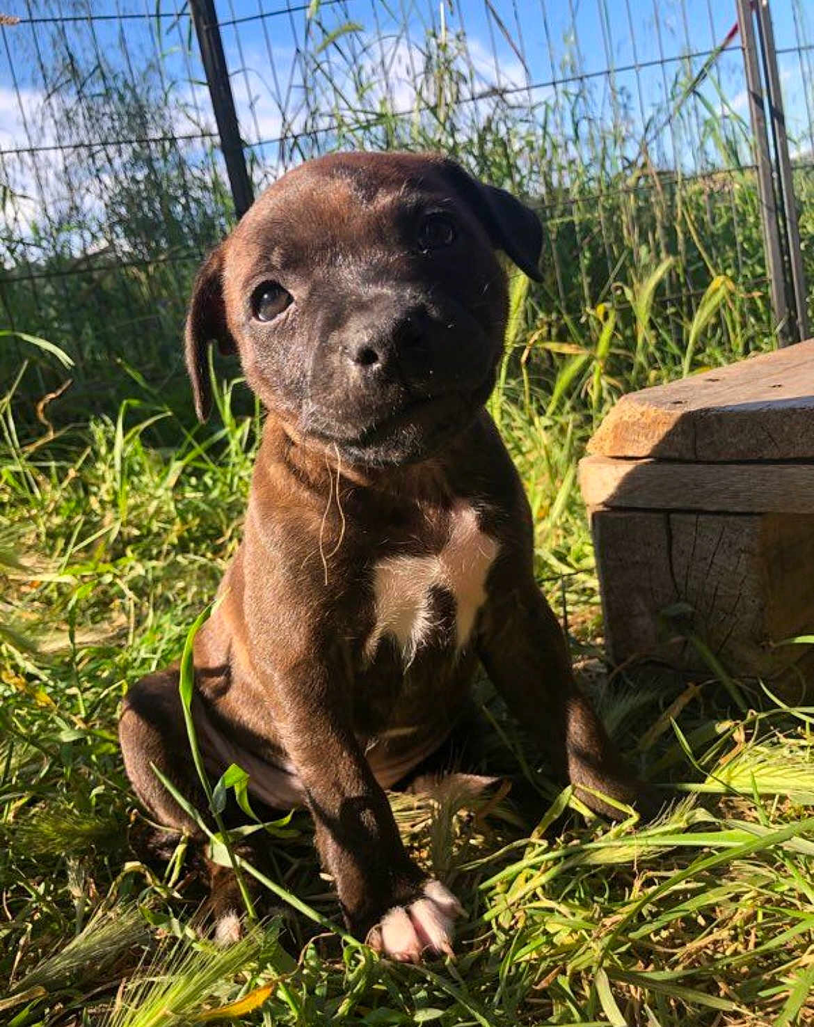 Aïka a rejoint le concours — aidez-le/la à gagner de superbes lots ! puppy, dog, grass, sunlight, outdoor, fence, wood, pet, animal, cute, brown_fur, white_marking, sitting, nature, young, portrait, daylight, ears, face, curious