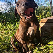 Aïka participe au concours pour gagner de l'argent avec cette photo : puppy, dog, grass, outdoor, sunlight, brown_coat, white_patch, tongue_out, mouth_open, playful, young_dog, wooden_structure, fence, nature, pet, animal, daylight, happy, close_up, sitting