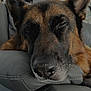 dog, german_shepherd, sleeping, resting, close_up, indoor, couch, leather, pet, animal, ears, fur, snout, relaxation, comfort, household, cozy, portrait, mammal, canine