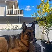 Nanga participe au concours pour gagner de l'argent avec cette photo : german_shepherd, dog, outdoor, wicker_furniture, plant, potted_plant, tree, blue_sky, house, balcony, fence, sunny, relaxed, pet, canine, resting, backyard, daytime, animal, nature