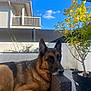 german_shepherd, dog, outdoor, wicker_furniture, plant, potted_plant, tree, blue_sky, house, balcony, fence, sunny, relaxed, pet, canine, resting, backyard, daytime, animal, nature