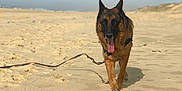 Nanga participe au concours pour gagner de l'argent avec cette photo : dog, german_shepherd, beach, sand, leash, sunny, outdoor, animal, pet, canine, tongue_out, walking, daytime, nature, sky, playful, mammal, fur, ears, happy