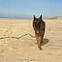 dog, german_shepherd, beach, sand, leash, sunny, outdoor, animal, pet, canine, tongue_out, walking, daytime, nature, sky, playful, mammal, fur, ears, happy