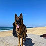 dog, german_shepherd, beach, ocean, sand, concrete, sunny, blue_sky, leash, pet, animal, outdoor, canine, tongue_out, ears_up, person, shadow, daytime, water, relaxing