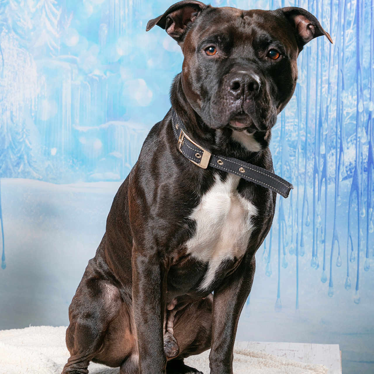 Thanos participe au concours pour gagner de l'argent avec cette photo : animal, black_dog, blanket, calm, collar, dog, ears, frozen_background, fur, ice, indoor, looking_at_camera, paws, pet, portrait, sitting, studio, white_chest, winter_theme, wooden_table