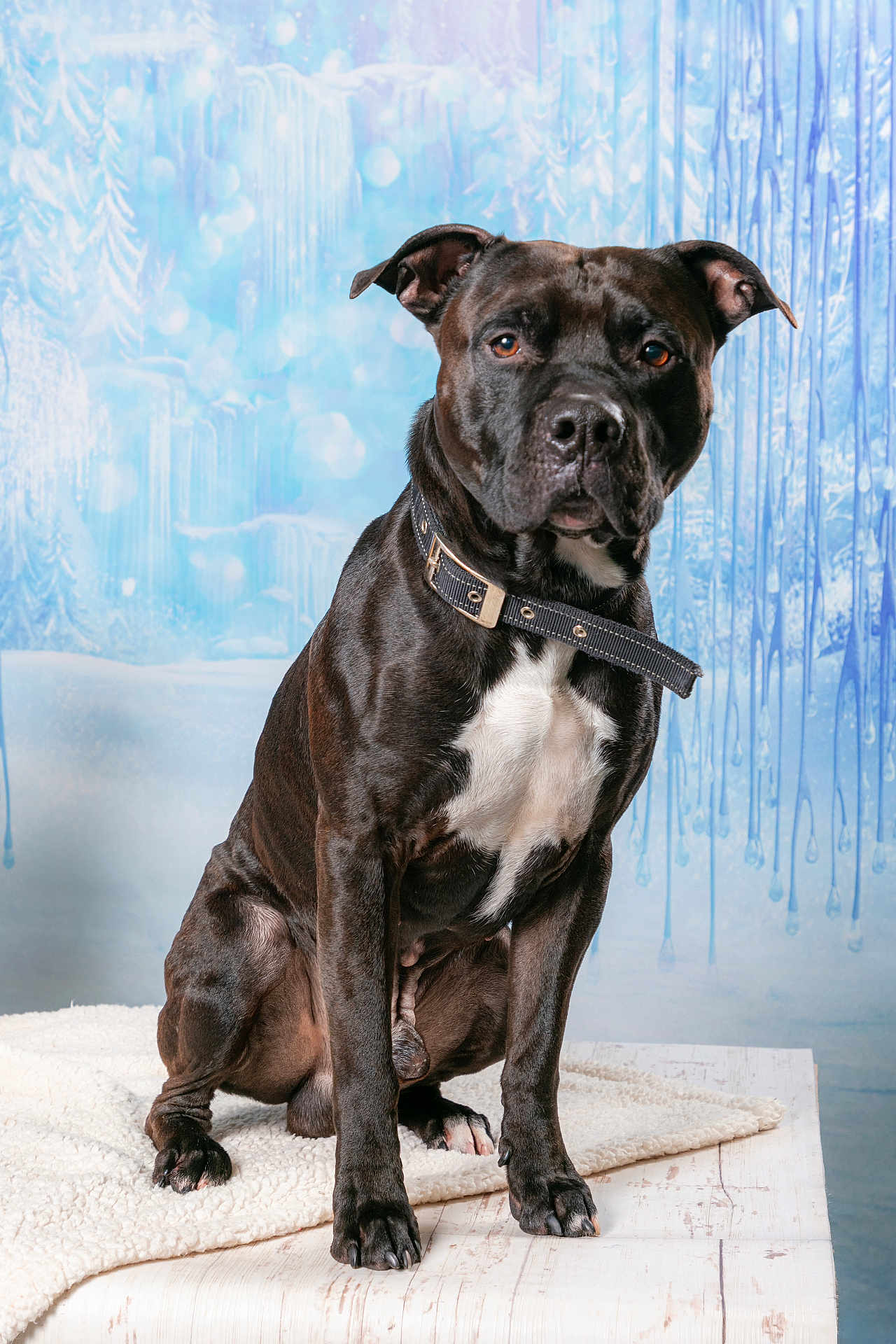 Thanos participe au concours pour gagner de l'argent avec cette photo : dog, black_dog, white_chest, collar, pet, animal, sitting, portrait, studio, blanket, wooden_table, winter_theme, frozen_background, ice, fur, ears, paws, indoor, calm, looking_at_camera
