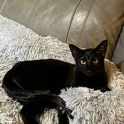 Persephone is registered to the contest to win money with this photo: animal, black_cat, cat, comfort, cozy, ears, feline, fluffy_pillow, fur, golden_eyes, gray_pillow, home, indoor, leather_couch, pet, relaxed, resting, sitting, tail, whiskers