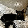 animal, black_cat, cat, comfort, cozy, ears, feline, fluffy_pillow, fur, golden_eyes, gray_pillow, home, indoor, leather_couch, pet, relaxed, resting, sitting, tail, whiskers