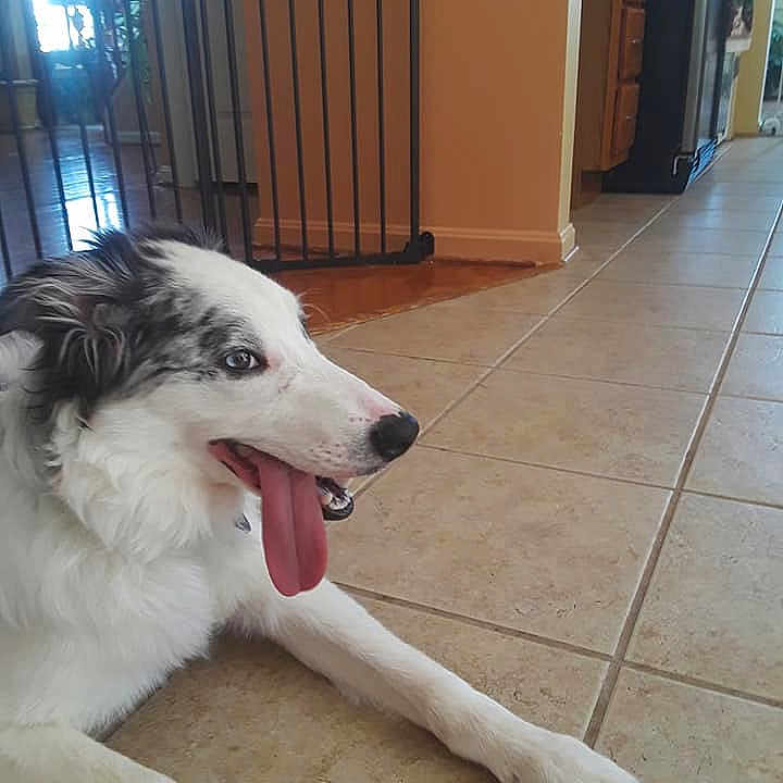 Blue Jack