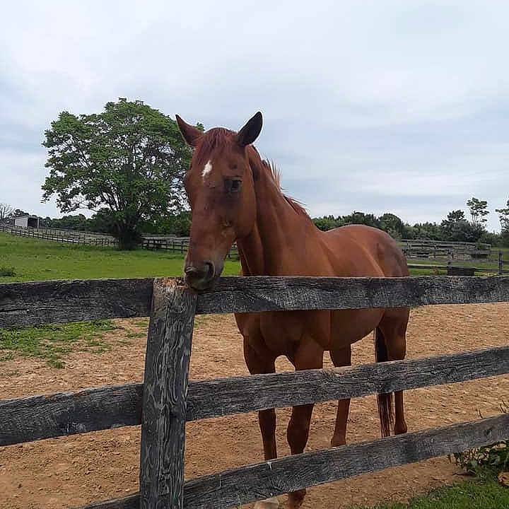 Formal Spirit joined the competition — help win amazing prizes! fence, horse, landscape, liver, mammal, mane, mare, mustang_horse, pack_animal, pasture, ranch, rein, rural_area, snout, sorrel, stallion